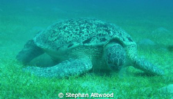 Turtle having lunch by Stephan Attwood 